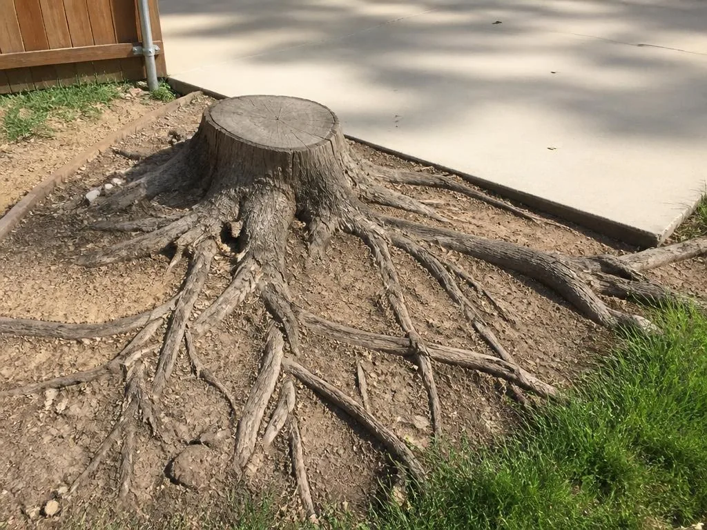 Before — Patio-adjacent stump taken out to grade and leveled for hardscape work.
